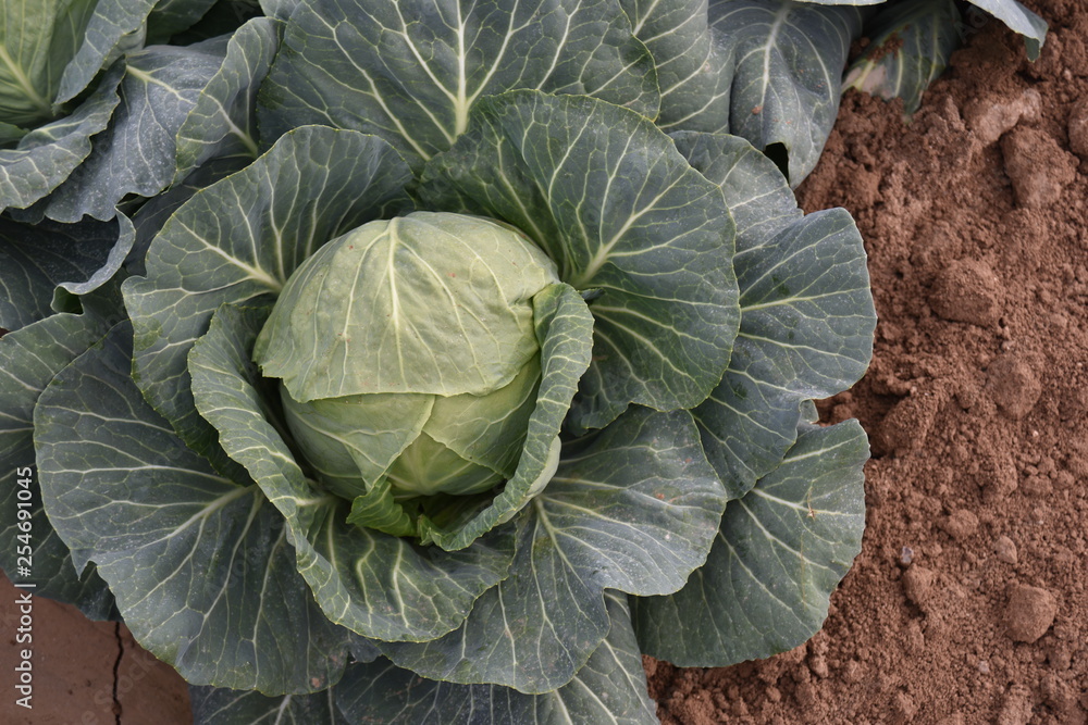 Obraz premium Tolleson, AZ., U.S.A. Mar. 7, 2019. Arizona green cabbage ready for harvesting