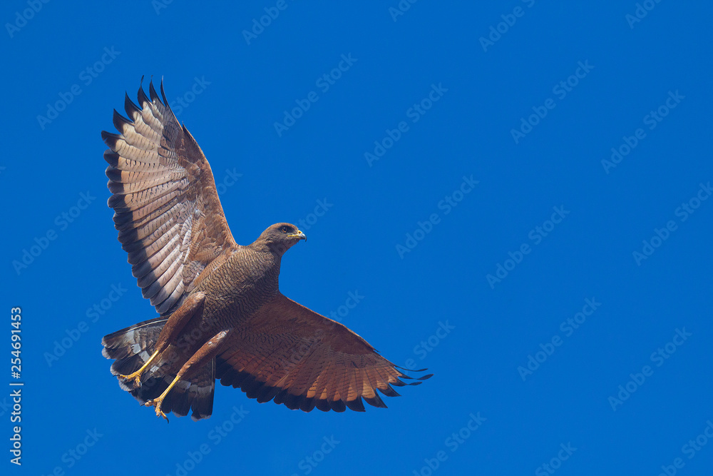 Obraz premium Hawk in flight