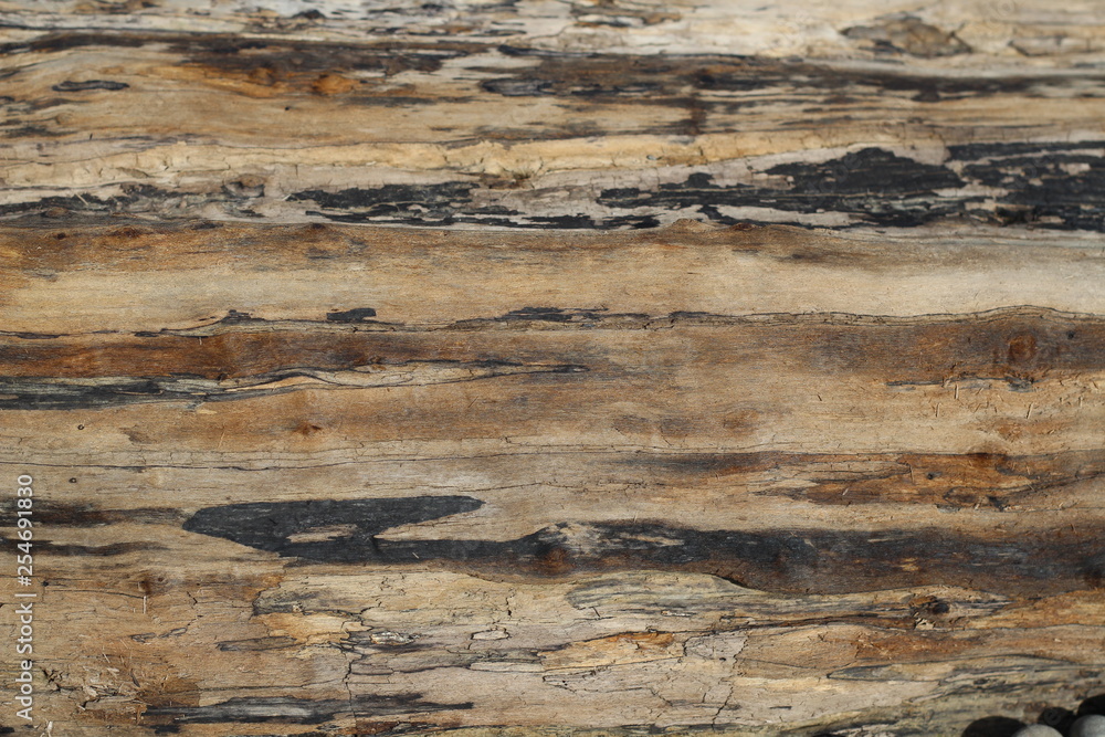 The texture of the old board, the old wooden log, background. The texture of the old board, the old wooden log, background.