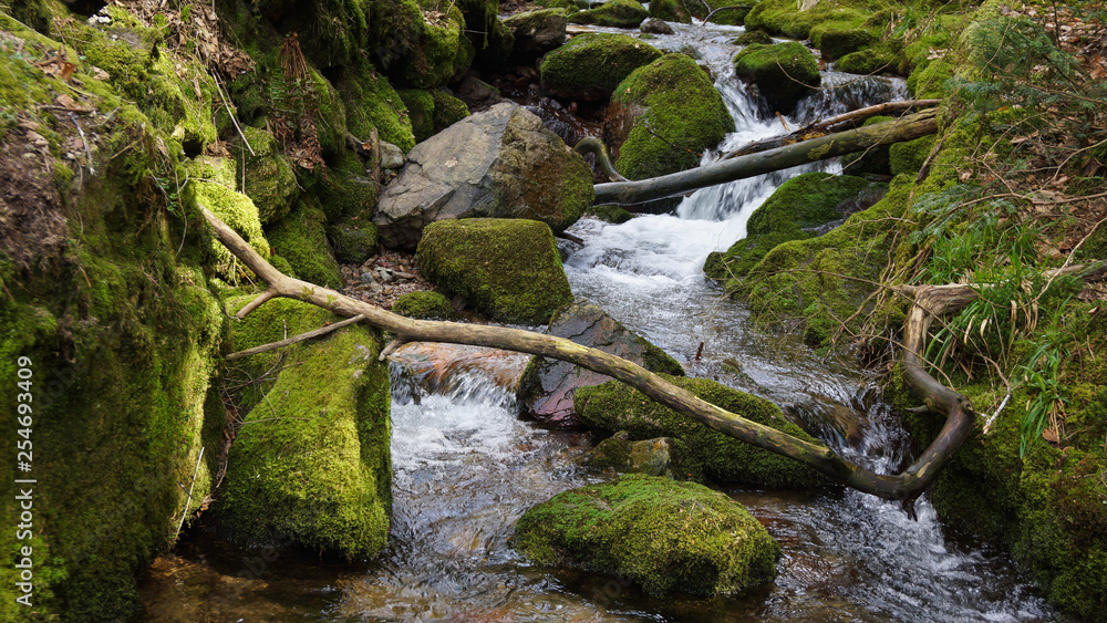 Fototapeta premium black forest water fall with moss covered rocks