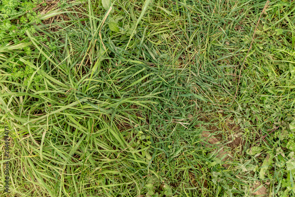 Grass Grass