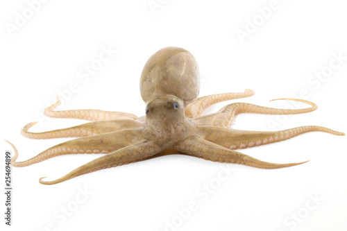 Tablou pe pânză Octopus  isolated on white background