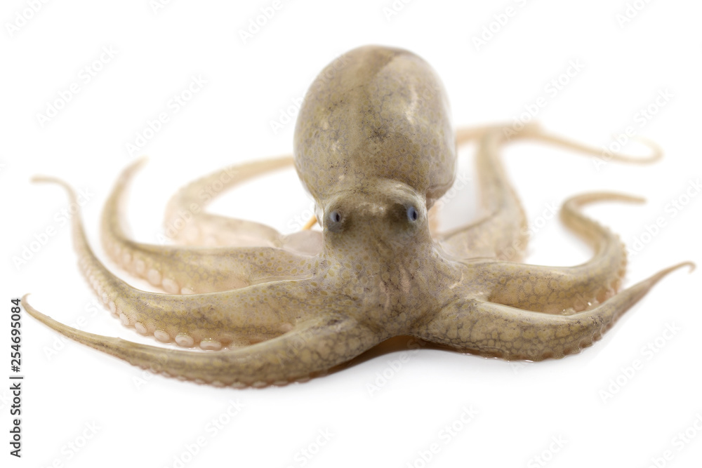 Obraz premium Octopus isolated on white background