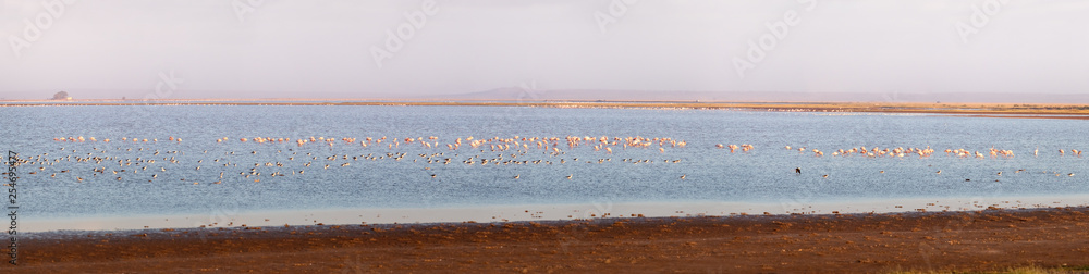 Flock of flamingoes on a lake in Amboseli panorama