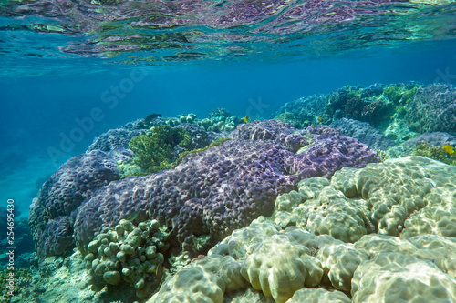 underwater world of corals and fishes