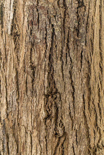 clos up bark tree