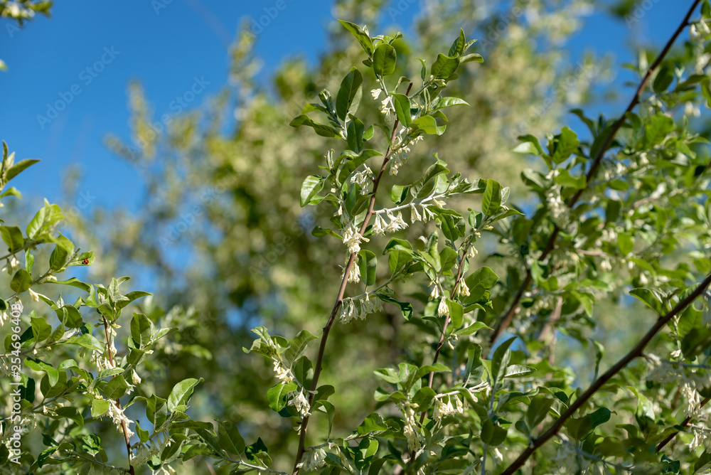 Flowers of silverberry, Oleaster Flowers of silverberry, Oleaster