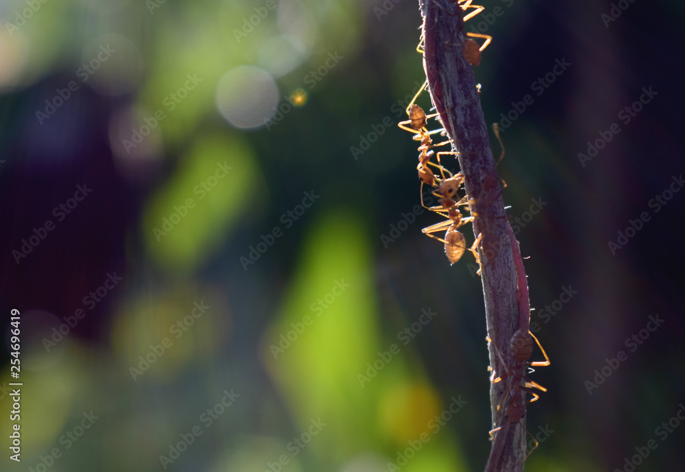 Fototapeta premium Red ants are climbing on the vine.