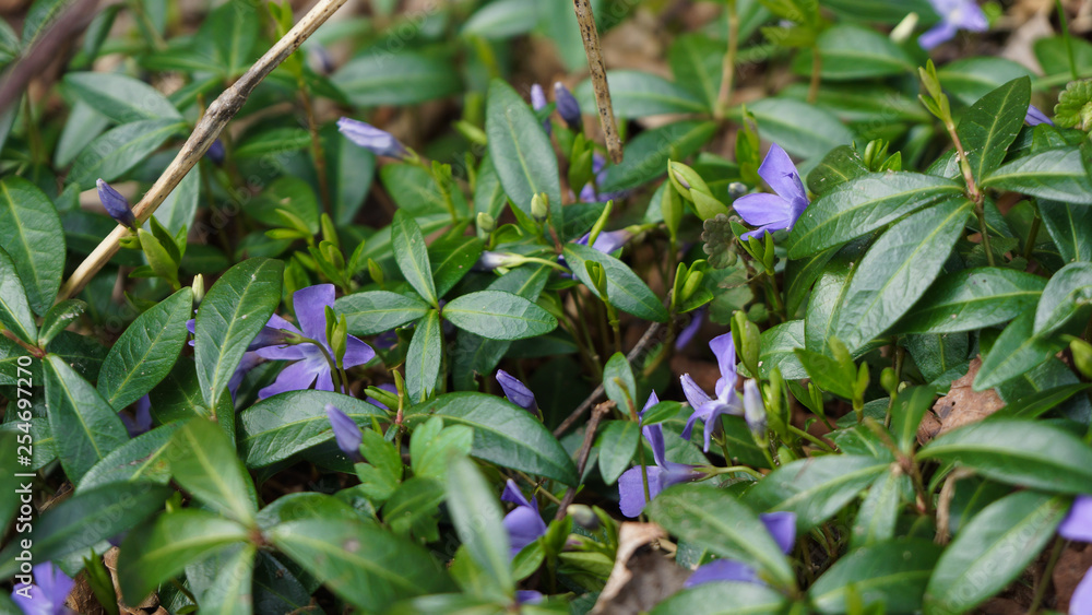 evergreen plant with purple flower evergreen plant with purple flower