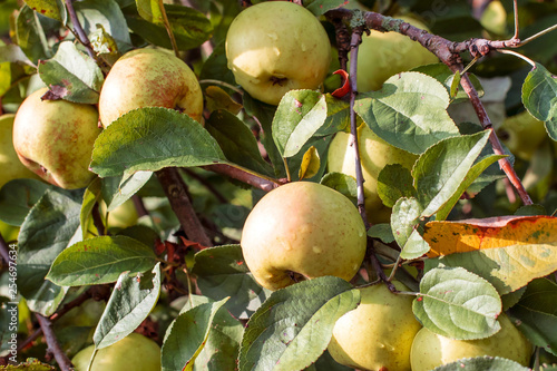 Ripe apples in summer garden. Concept of diet, health, youth.