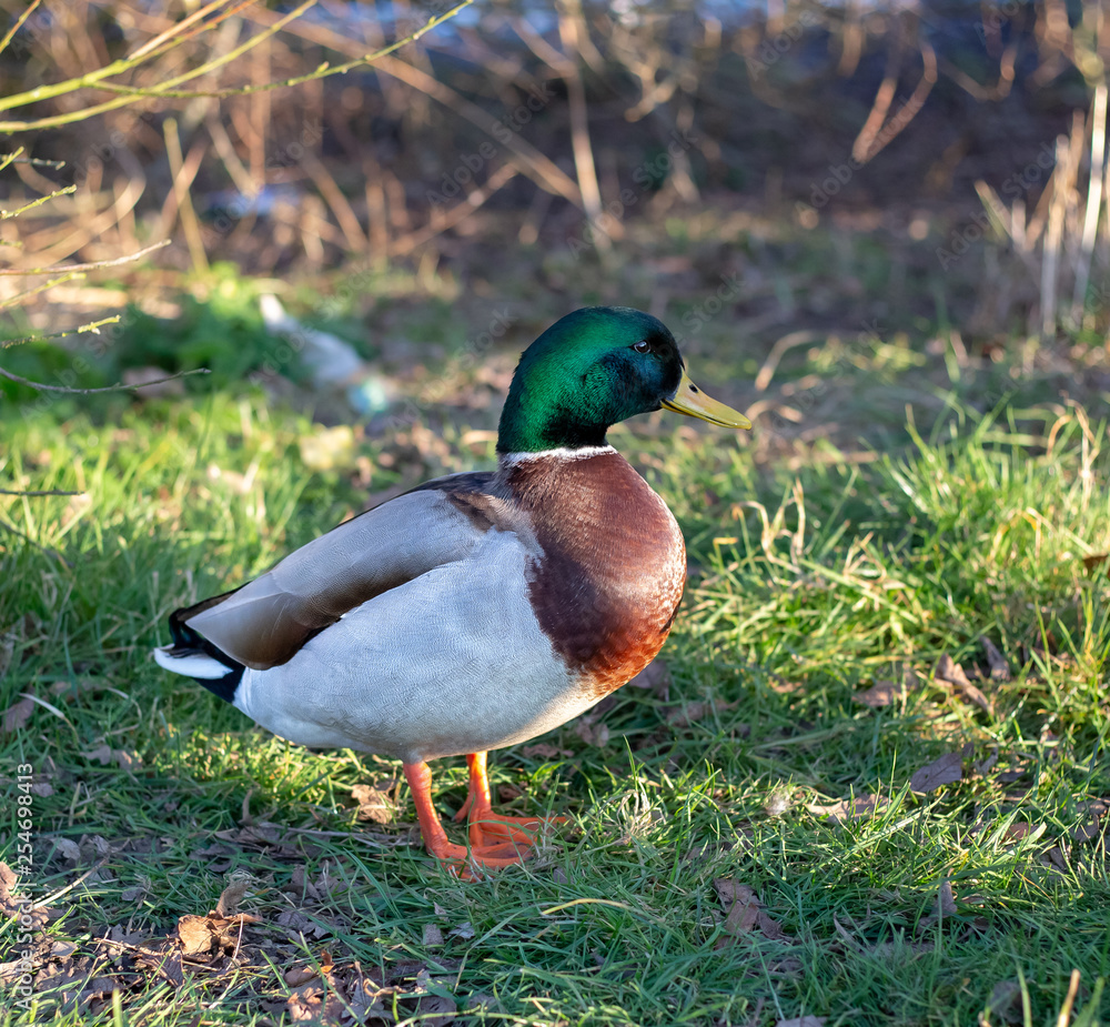Obraz premium Mallard