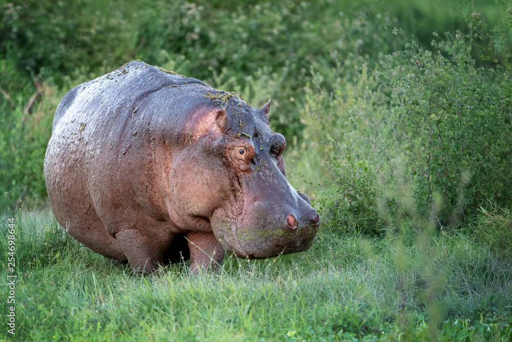 Hippopotamus emerges from the marshes of Amboseli Hippopotamus emerges from the marshes of Amboseli