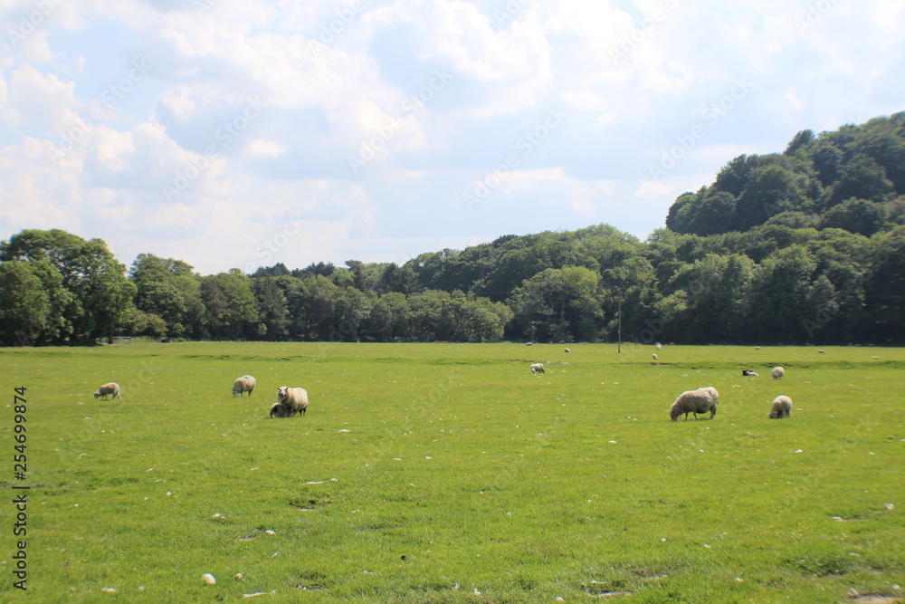 Livestock in field