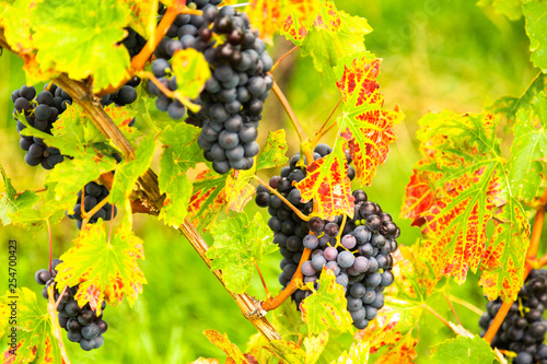 Growing grapes in Europe