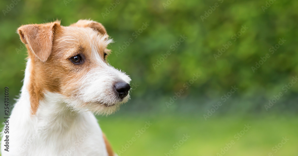 Web banner of happy jack russell pet dog puppy as watching, listening, ears Web banner of happy jack russell pet dog puppy as watching, listening, ears