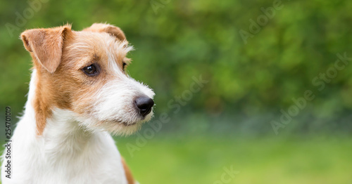 Web banner of happy jack russell pet dog puppy as watching, listening, ears
