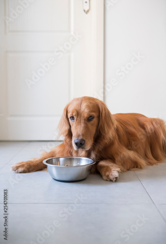 The Golden Retriever dog is eating dog food.