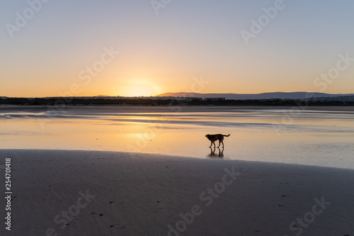 Fototapeta Naklejka Na Ścianę i Meble -  Dog at the coast of Sidi Kaouki, Morocco, Africa. Sunset time. morocco's wonderfully sleepy surf town