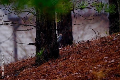 Bird Shots