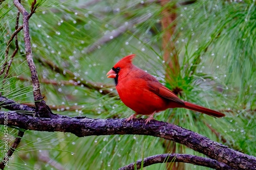 Bird Shots