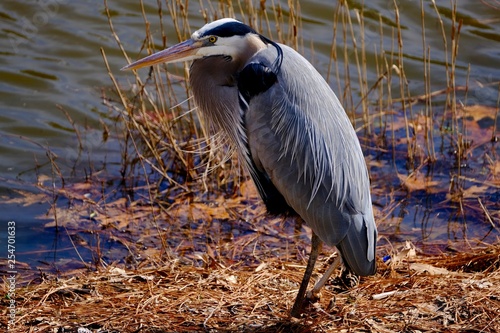 Bird Shots