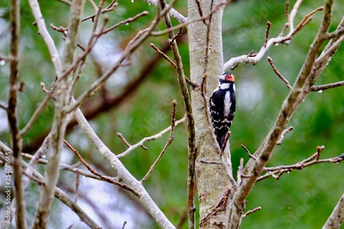 Bird Shots