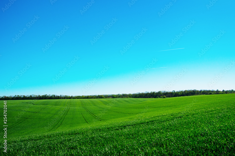 Obraz premium green field and blue sky