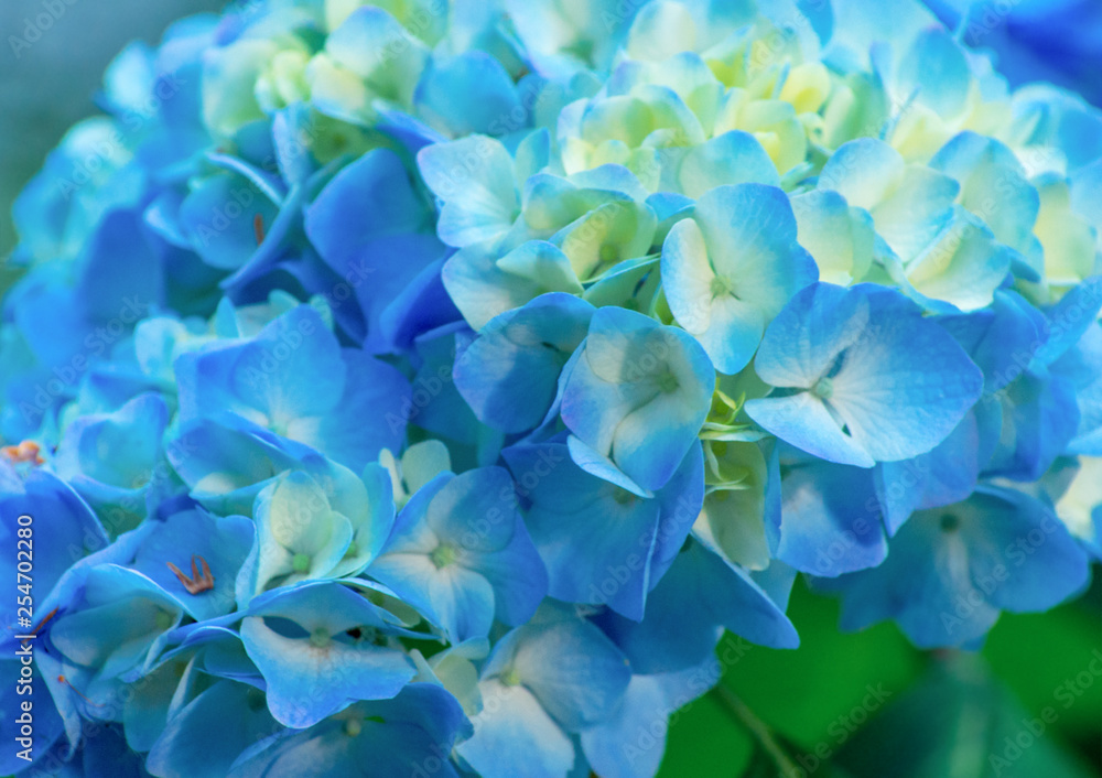 hydrangea flowers close up