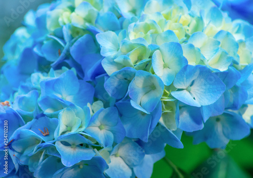 hydrangea flowers close up