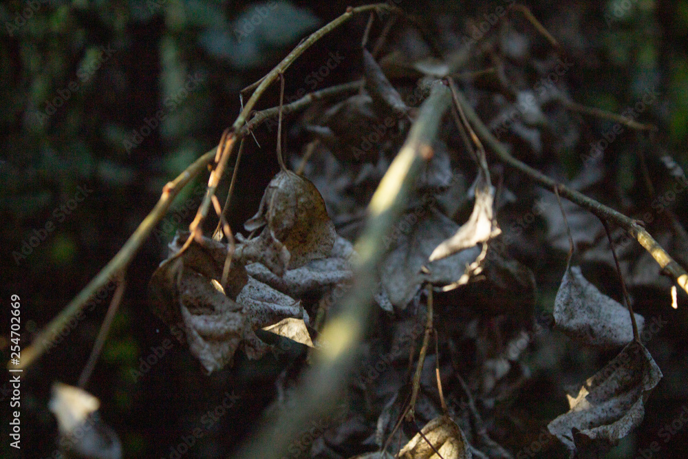 Dry branches hang from a tree, color and texture symbolize autumn. Dry branches hang from a tree, color and texture symbolize autumn.