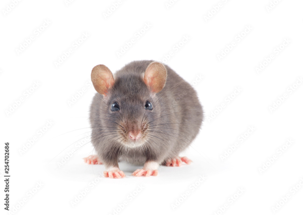 Rat close-up isolated on white background Rat close-up isolated on white background