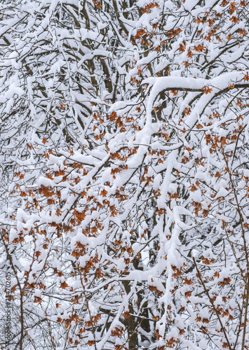 Background of snow on the branches of trees