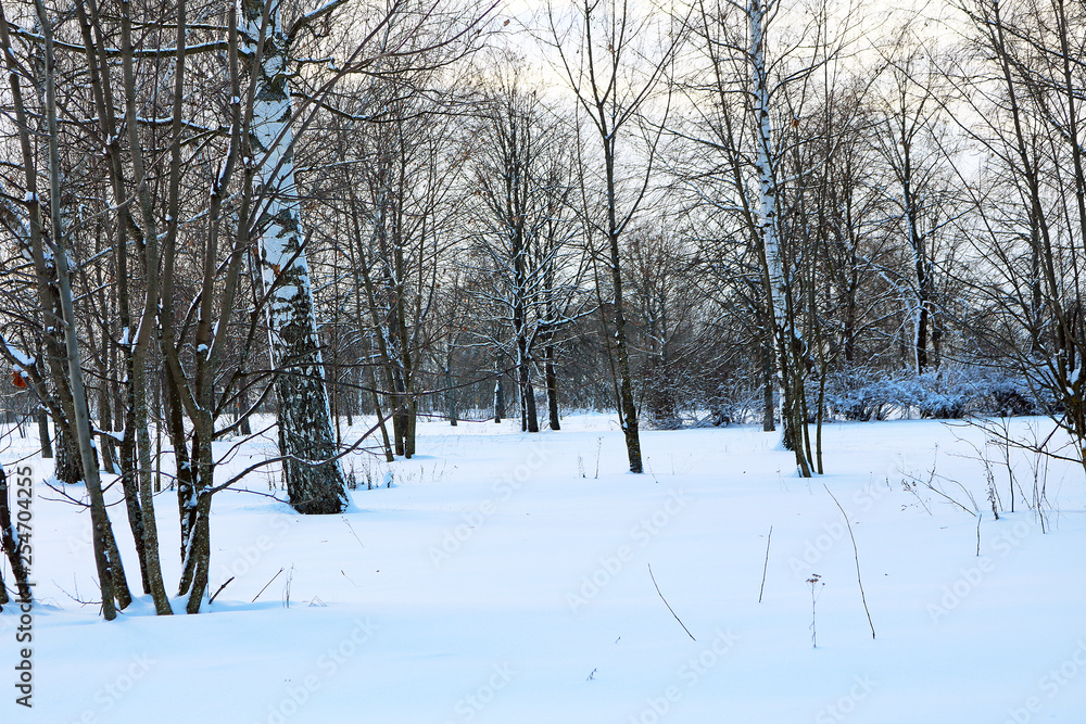 winter winter