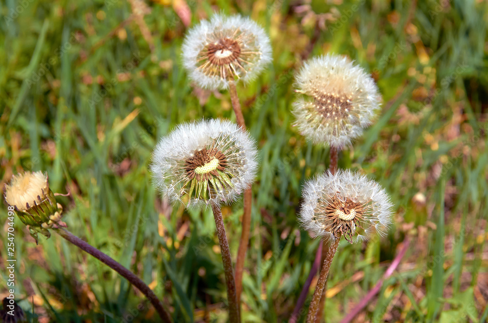 Dandelions in the field Dandelions in the field