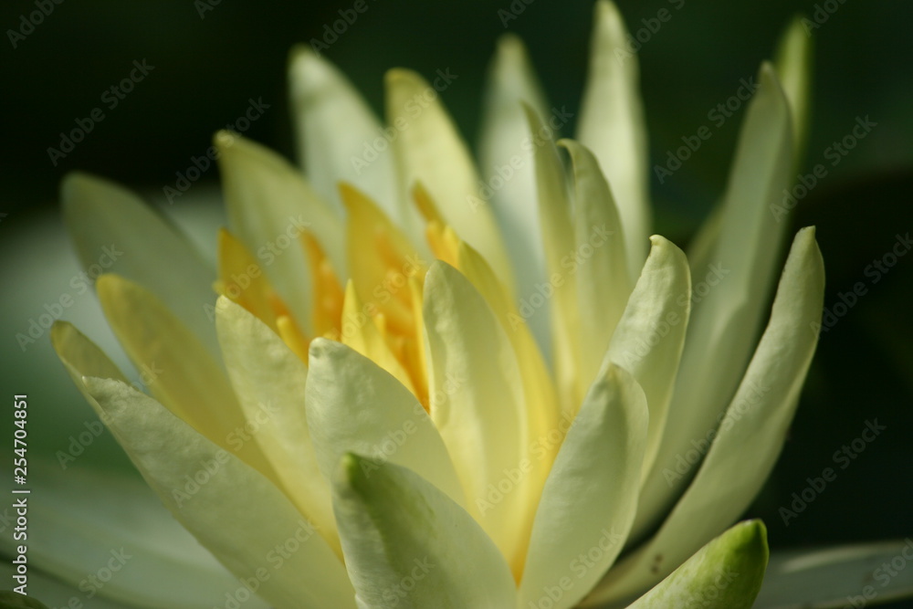 Blüten Blüten