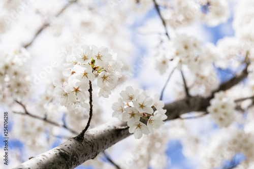 Beautiful White Cherry Blossoms Against Blue Cloudy Sky, Space for Text