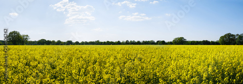 Panoramic view of rural landscape with yellow rape, rapeseed or canola field 