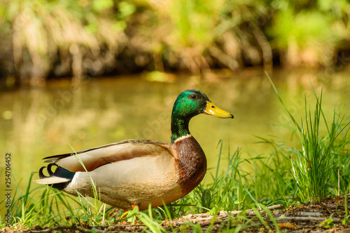 Anas platyrhynchos, Mallard duck in a natural environment on the banks of the water.