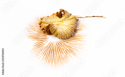 Obraz na plátně An orange mushroom leaves a brown-orange spore print on a white piece of paper as it dries and shrivels