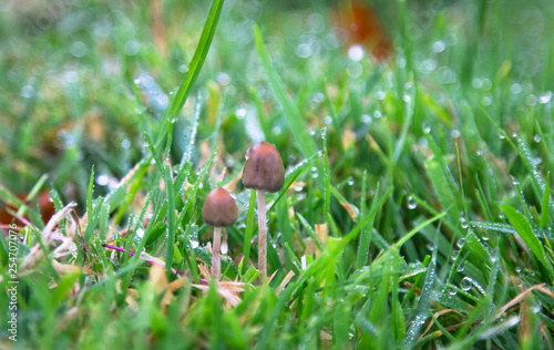 Φωτογραφία A liberty cap mushroom (Psilocybe semilanceata), known for its hallucinogenic properties, grows in a grassy field in Shropshire, England