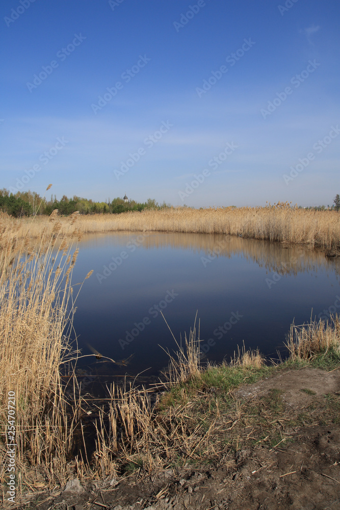 a small pond with thickets of yellowed dry reeds a small pond with thickets of yellowed dry reeds