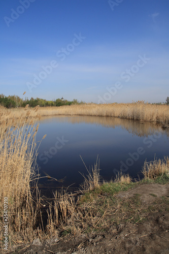 a small pond with thickets of yellowed dry reeds