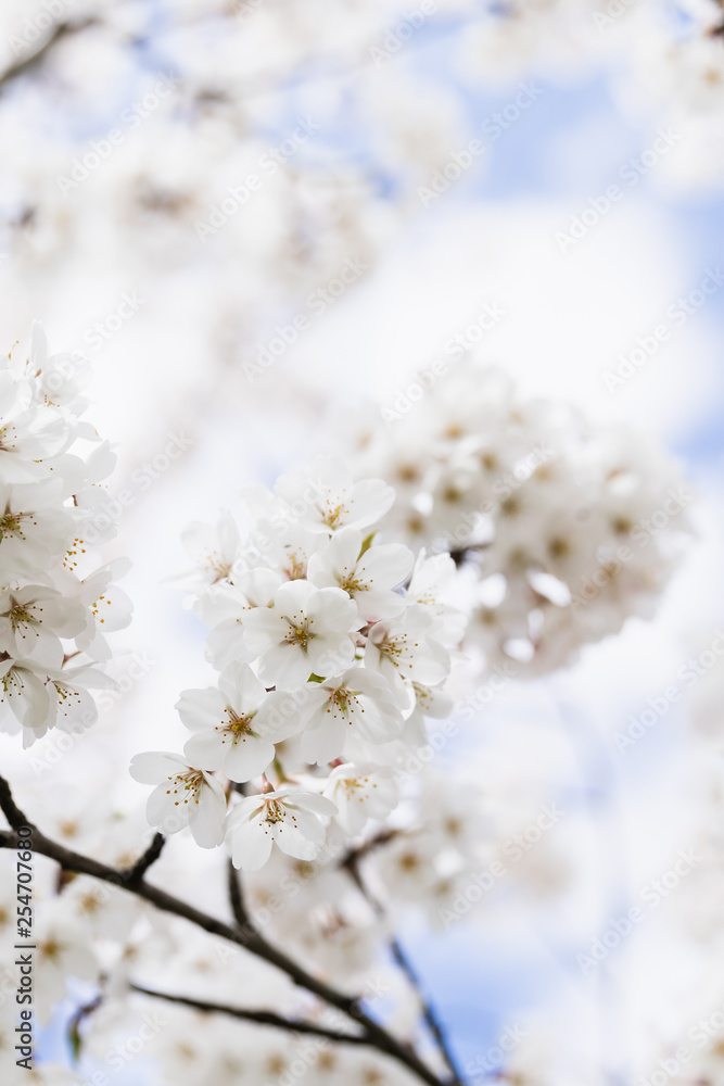 Beautiful White Cherry Blossom Cluster Against Blue Cloudy Sky, Space for Text