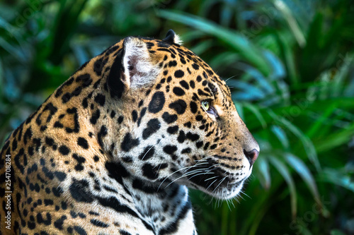 An adult jaguar (Panthera onca) up close among jungle vegetation.