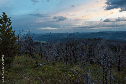 Landscape with dead forest on the mountain pass, height over 2000 meters, in the mountains in Altay