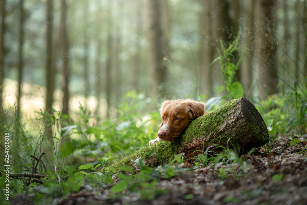 dog in the forest, walk with a pet. Spring mood dog in the forest, walk with a pet. Spring mood