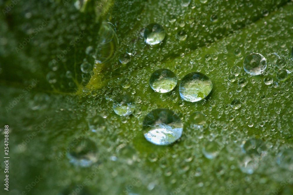 Tautropfen Tautropfen