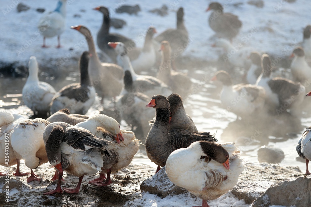 Geese in the winter .ardahan/turkey Geese in the winter .ardahan/turkey