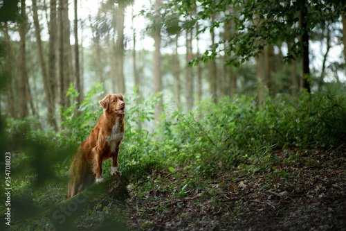 Fototapeta Naklejka Na Ścianę i Meble -  dog in the forest, walk with a pet. Spring mood