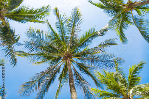 Palm trees against the blue sky.Tropical tree background.